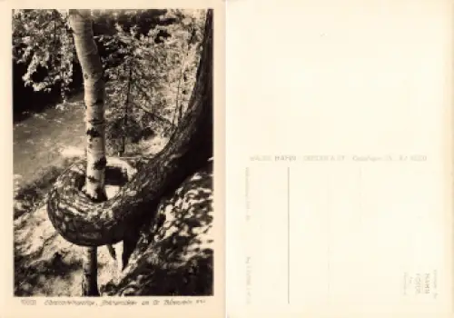 Elbsandsteingebirge Schlangenkiefer am Großen Bärenstein * 1962 Verlag Hahn-Foto8725