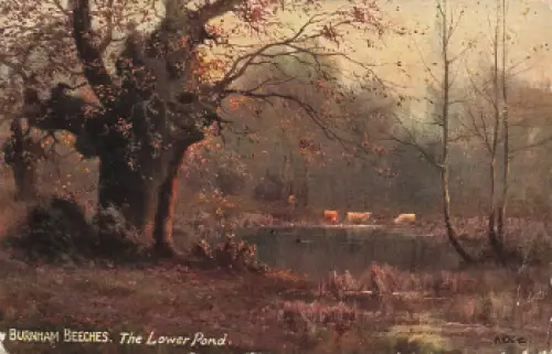 Burnham Beeches Künstlerkarte  Tucks Oilette o 1910