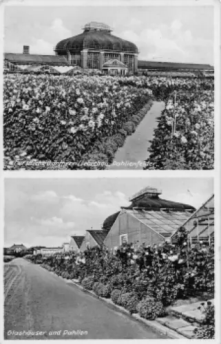 Bad Salzbrunn Gärtnerei Liebichau Dahlien Schlesien Szczawno-Zdrój o 1937