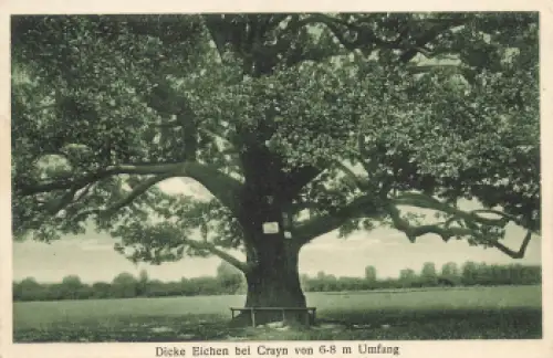 Crayn Dicke Eichen Schlesien Krajów o 1929