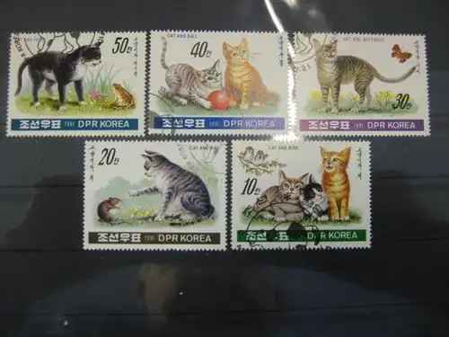 Katzen, Korea, 5 Werte