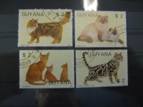 Katzen, Guyana, 4 Werte