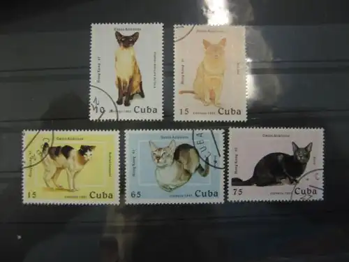 Katzen, Cuba, 5 Werte