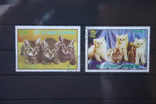 Äquatorial Guinea, Tiere, Katzen