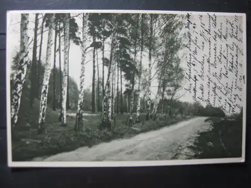 Birkenwald