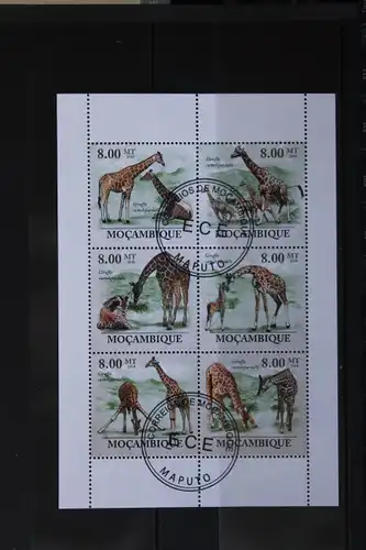 Mocambique, Tiere, Giraffen, 2013