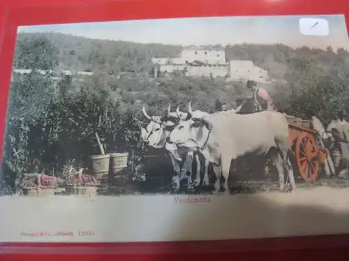 Vendemmia Ochsenkarren mit 2 Ochsen Italien