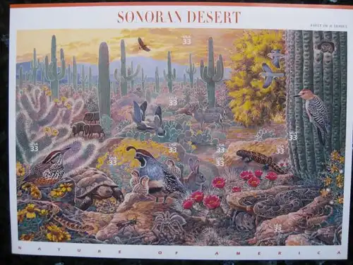 Kleinbogen ;SONORAN DESERT 1999, **