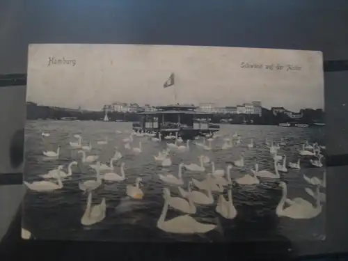 [Echtfotokarte schwarz/weiß] Hamburg,  Schwäne auf der Alster. 