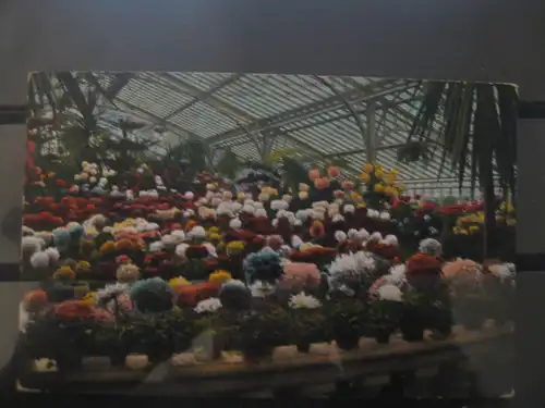 [Echtfotokarte farbig] Frankfurt, Palmengarten; Chrysanthemium. 