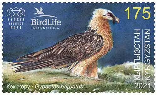 Bird of the Year - The Bearded Vulture