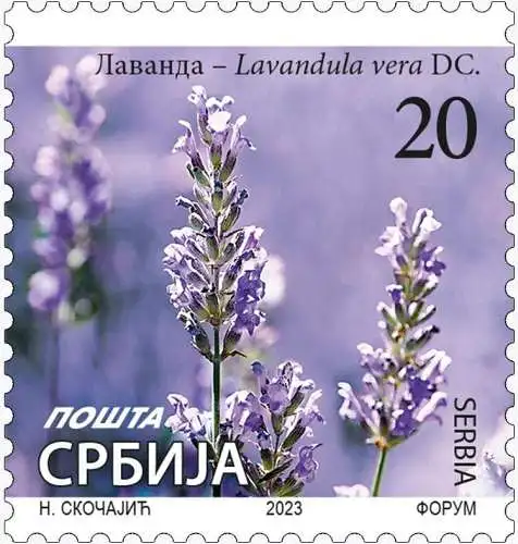 Lavender (Lavandula vera)