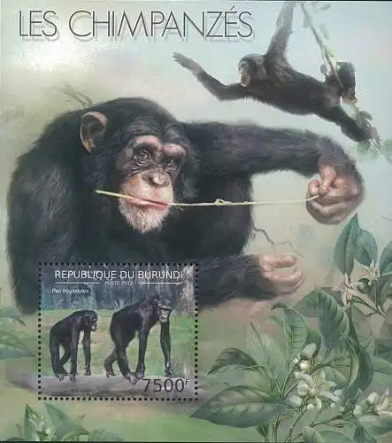 Fauna - The Chimpanzees