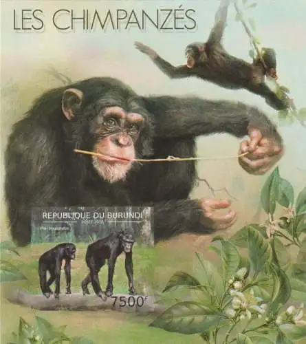 Fauna - The Chimpanzees