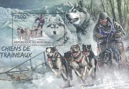 Sled Dogs - Huskies