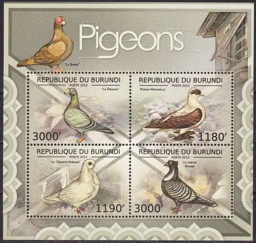 Birds - Pigeons