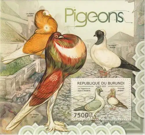 Birds - Pigeons