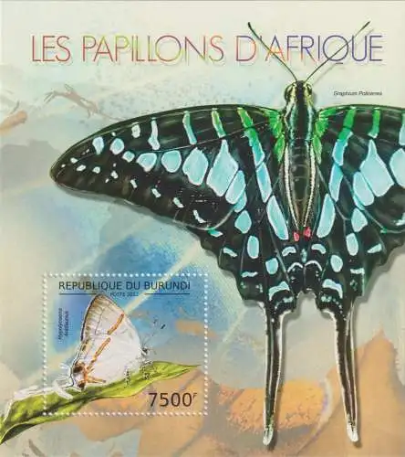 Butterflies of Africa