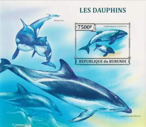 Marine Life - Dolphins