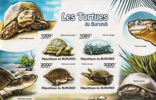 Fauna - Turtles