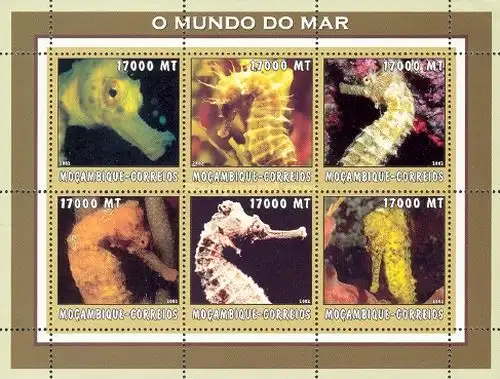 Marine Life - Seahorses