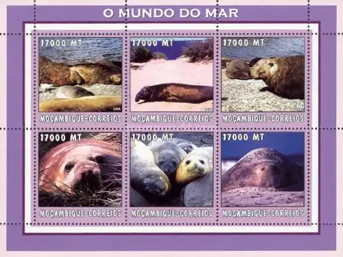 Marine Life - Seals