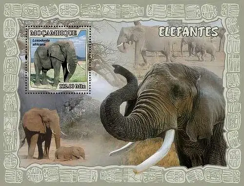 Fauna - Elephants