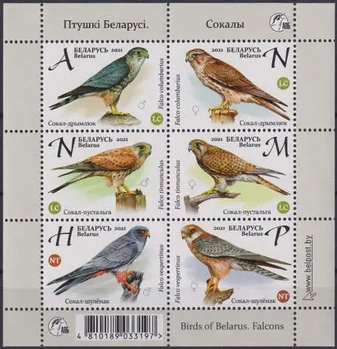 Birds of Belarus. Falcons