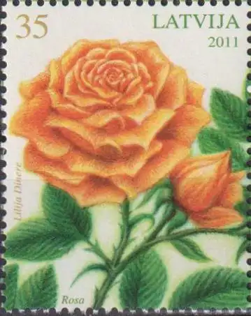 Flowers - Rose