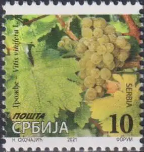 Grapes â Vitis vinifera L