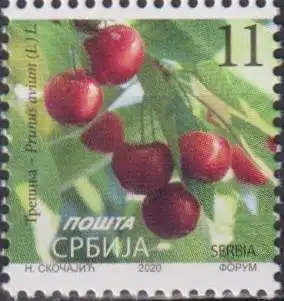 Cherry - Prunus avium (L.) L