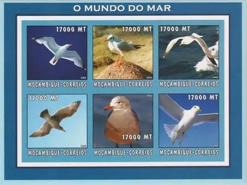 Marine Life - Birds