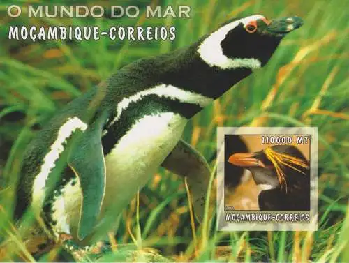 Marine Life - Penguins