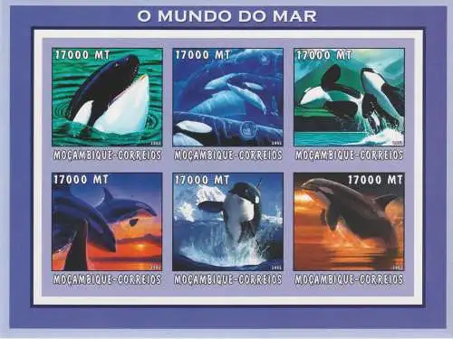 Marine Life - Killer Whales