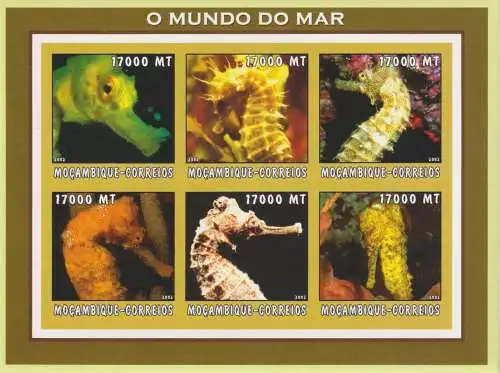 Marine Life - Seahorses