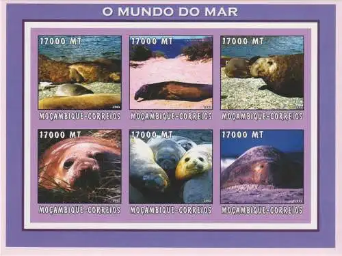 Marine Life - Seals