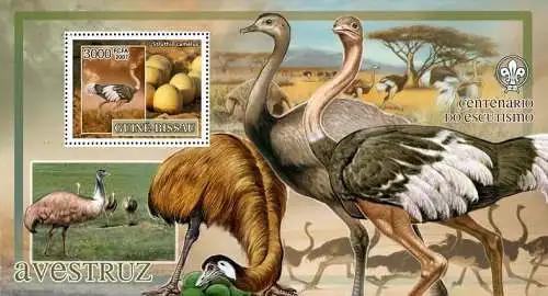 Birds - Ostriches