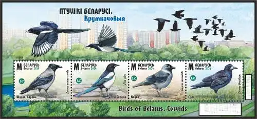 Birds of Belarus. Crows