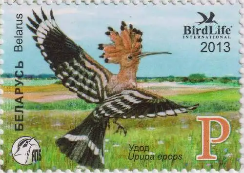 Hoopoe