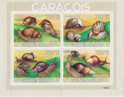 Snails of Africa