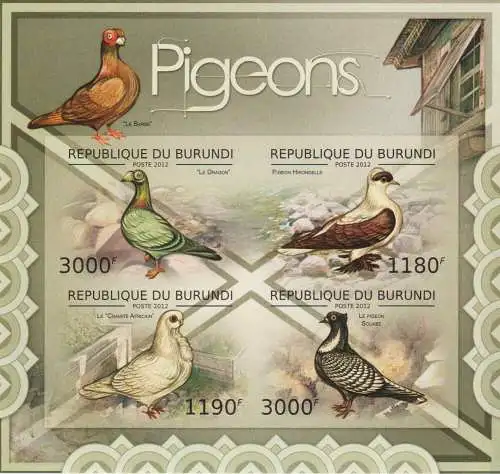 Birds - Pigeons