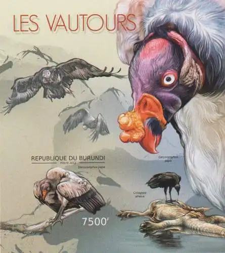 Birds - Vultures