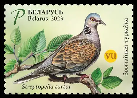 European Turtle Dove - Streptopelia turtur