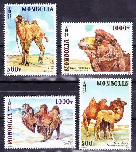 Camels