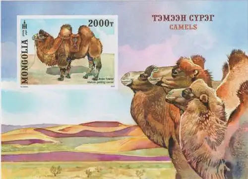 Camels