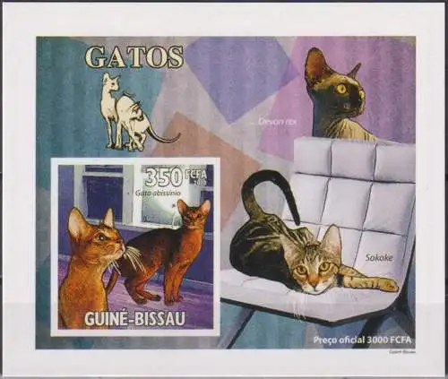 Domestic cats - luxury blocks