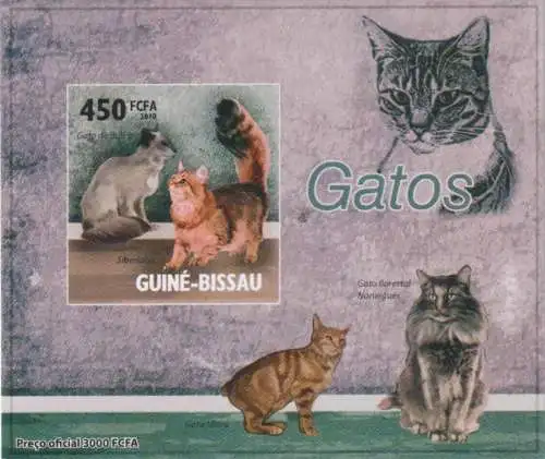 Cat breeds - Balinese and Siberian - luxury blocks