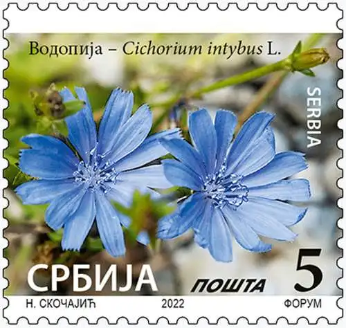 Chicory â Cichorium intybus L