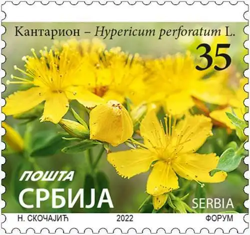 St. Johná¾¿s Wort - Hypericum perforatum L