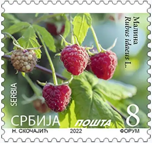 Raspberry - Rubus idaeus L